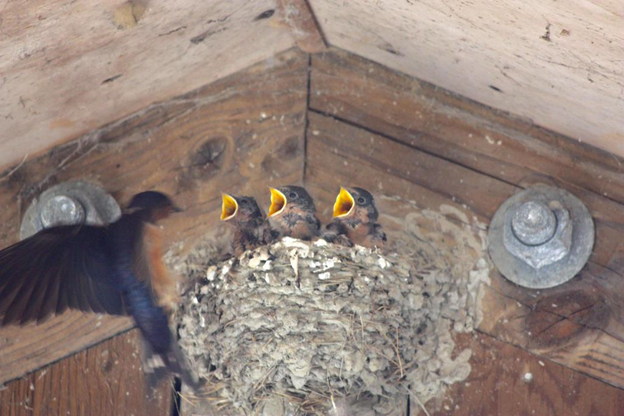 barn swallow nest