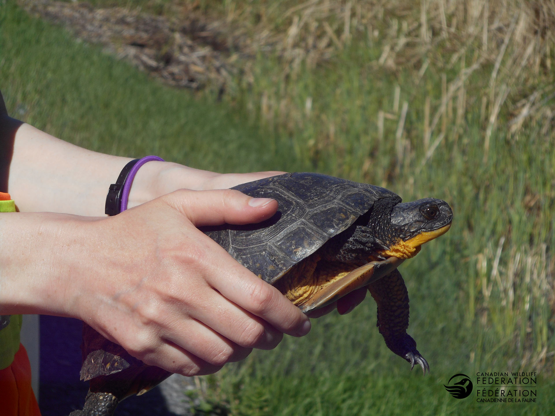 blanding turtle