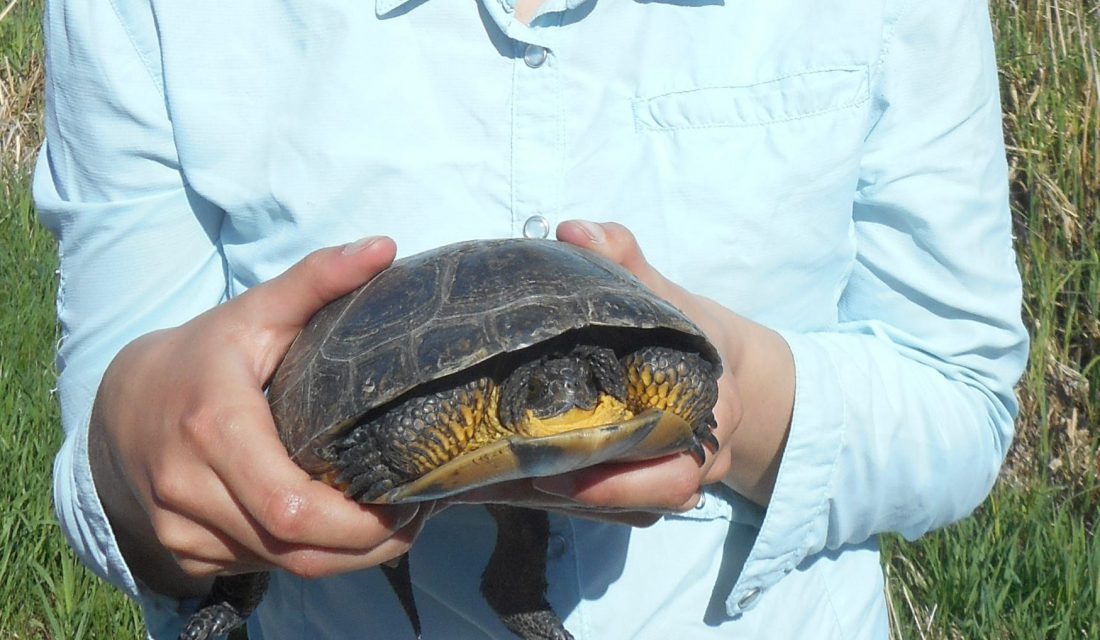 blandings turtle