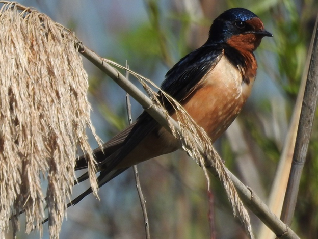 barn swallow