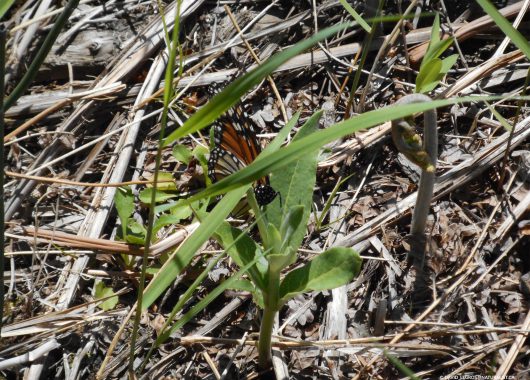 david legros female may monarch