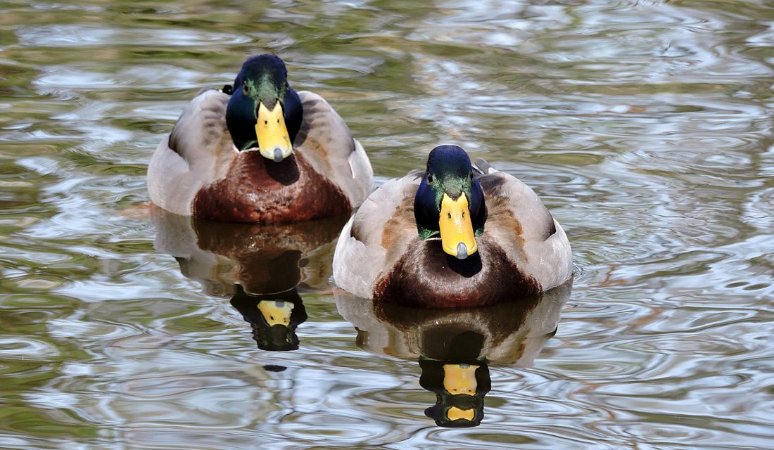 Faune et flore du pays - Le Canard colvert