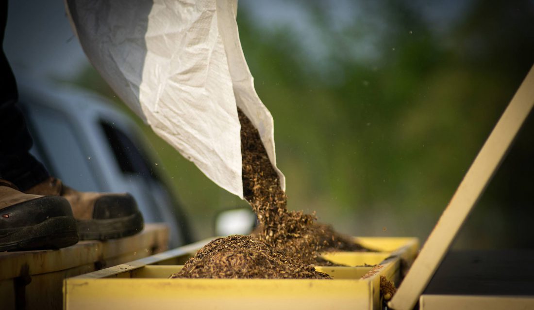 Filling the compartments of the drill seeder, Credit: Lindsay Ralph, 2021