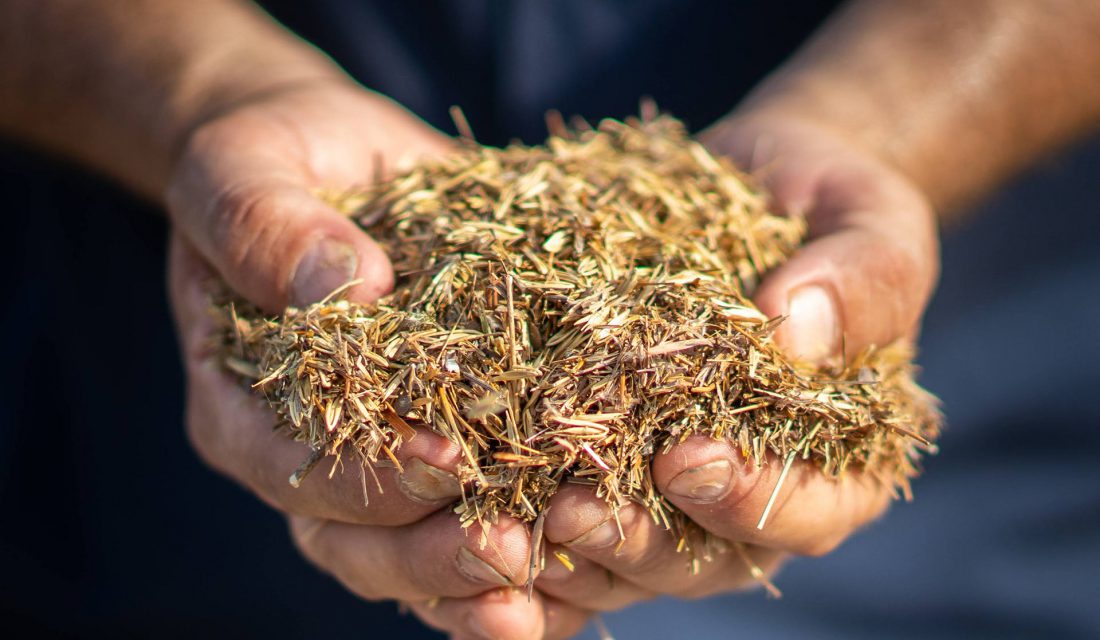 Seed mix closeup, credit Lindsay Ralph, 2021