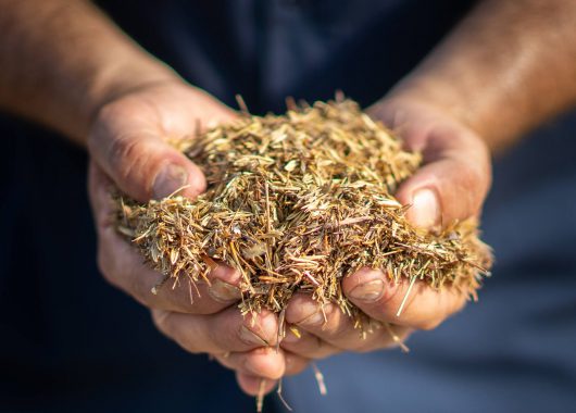 Seed mix closeup, credit Lindsay Ralph, 2021