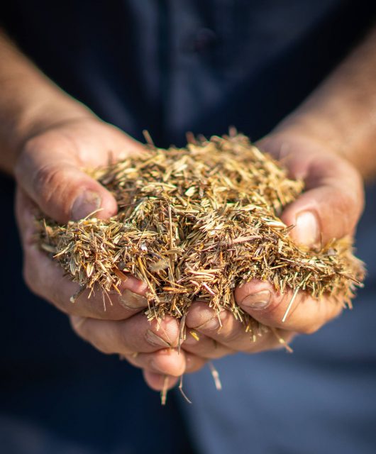 Seed mix closeup, credit Lindsay Ralph, 2021