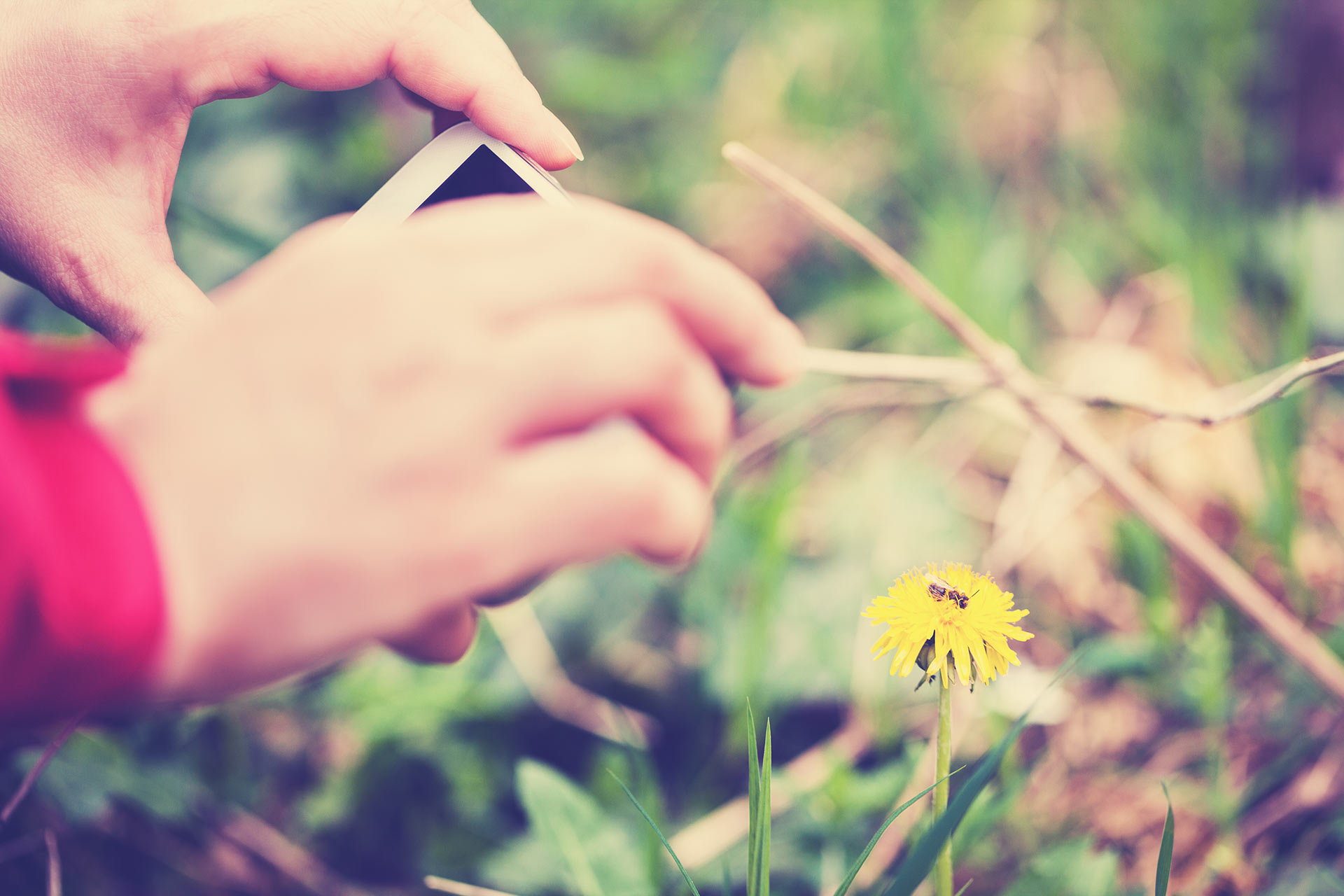 dandelion