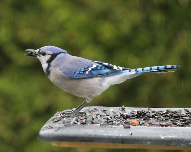 blue jay