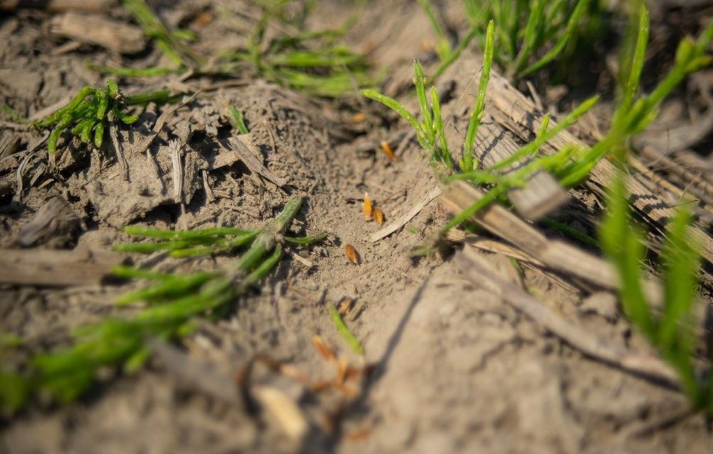 Soil trough with seed closeup. Credit: Lindsay Ralph, 2021