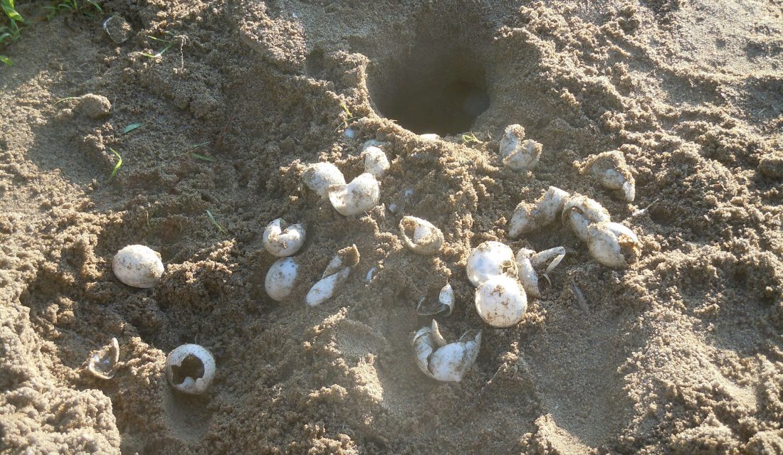 snapping turtle eggs