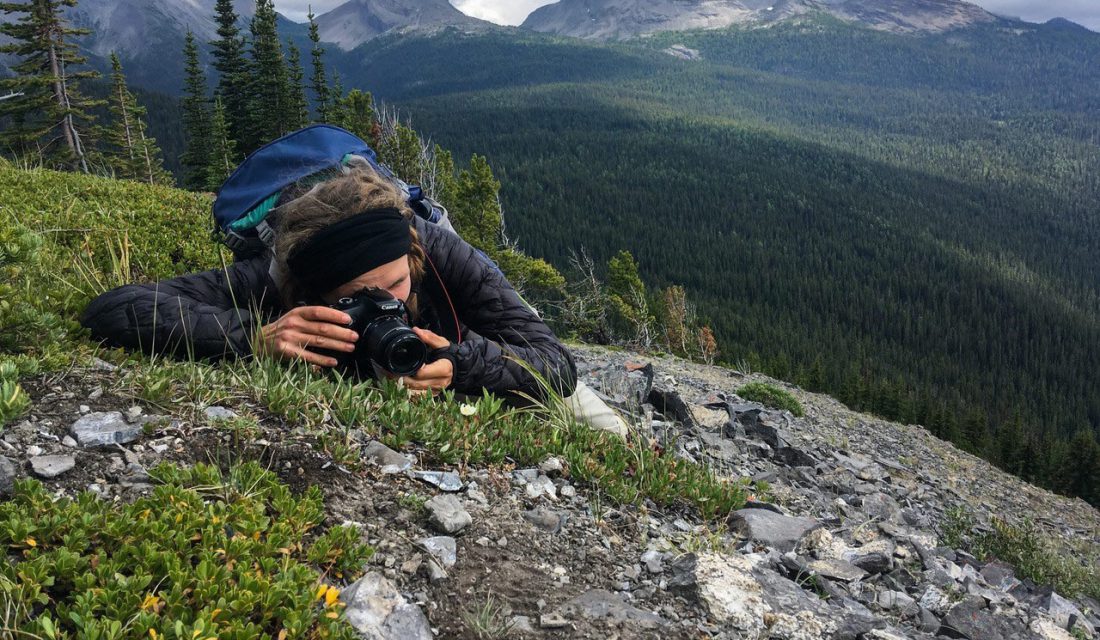 Observing Mountain Avens at Top of the World Provincial Park, BC | © Jason Headley