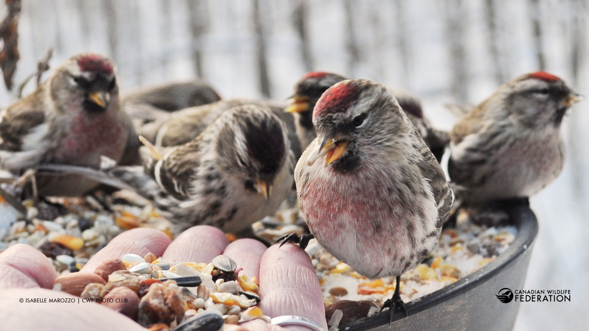 food to attract finches