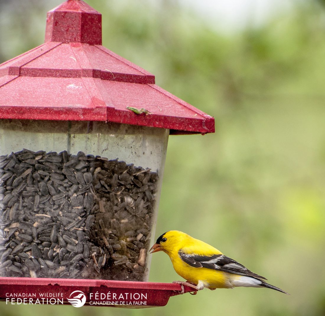 7 Ways to Attract Finches to Your Backyard – Your Connection to Wildlife