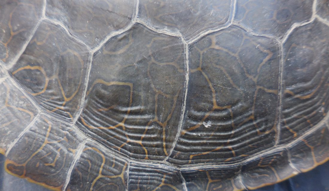 Map Turtle Shell