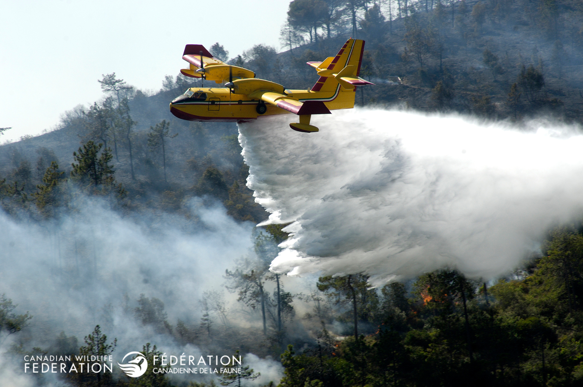 Raging Wildfires Your Connection to Wildlife