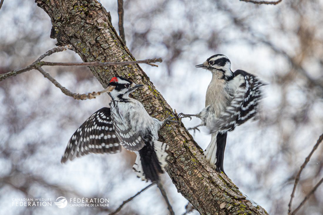 Downy Woodpecker pair