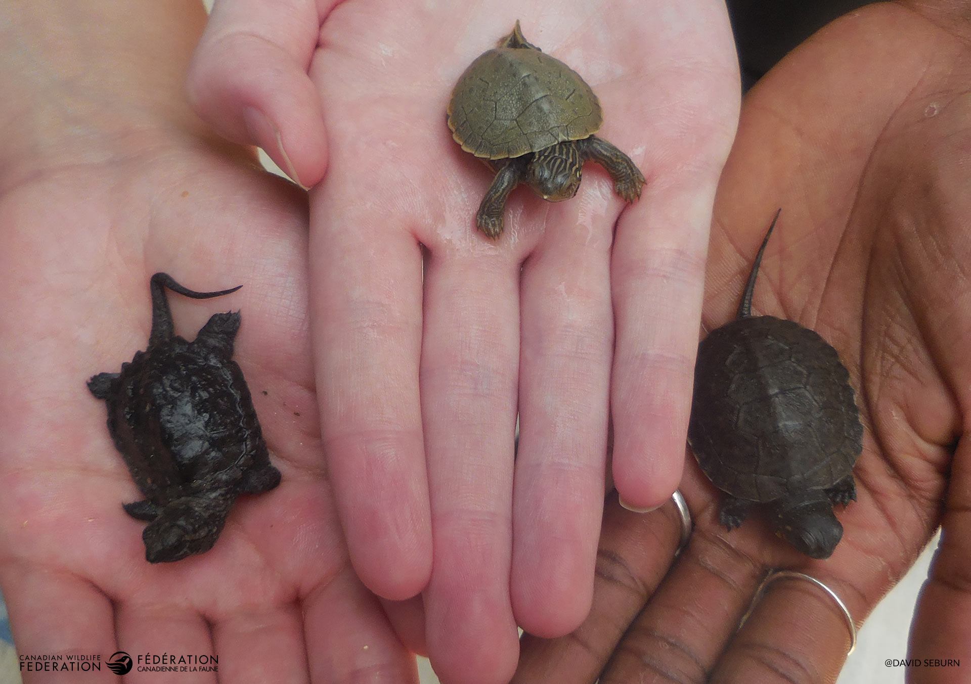 turtles in hand