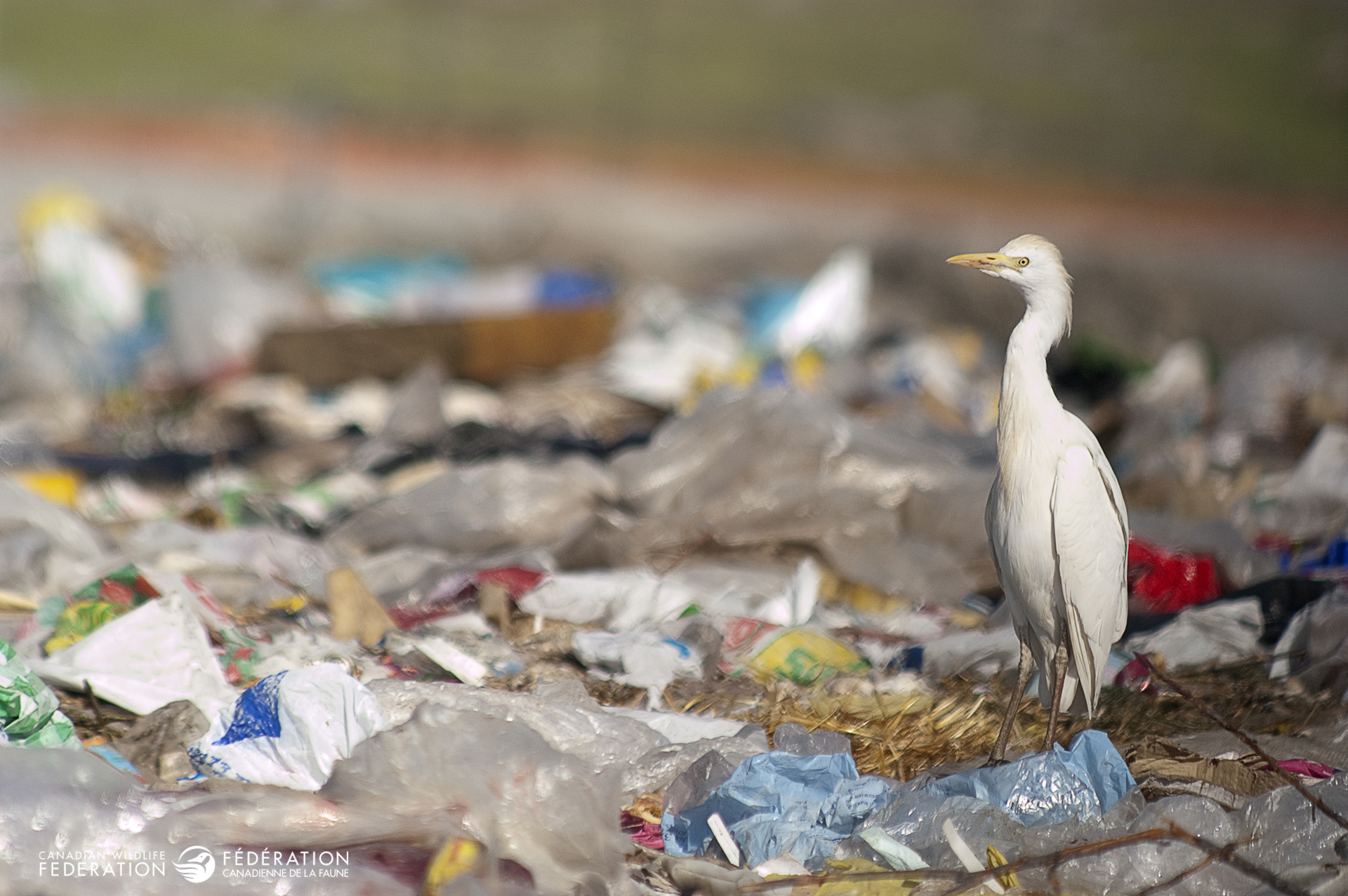 Help Save Our Birds From Plastic Pollution – Your Connection to Wildlife