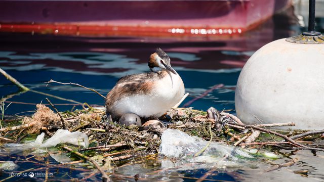 Saltwater Brewery's edible six-pack rings protect wildlife