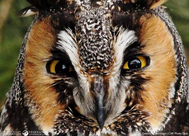 Long-eared owl © Debbie Oppermann | CWF Photo Club