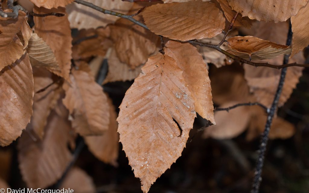 american beech