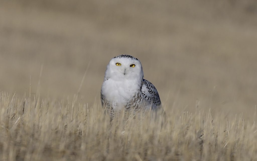 snowy owl