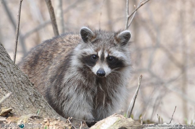 Raccoon foraging in woods © James Tuckerman | CWF Photo Club