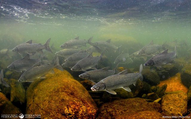 Whitefish spawning © Matthew Miller | CWF Photo Club