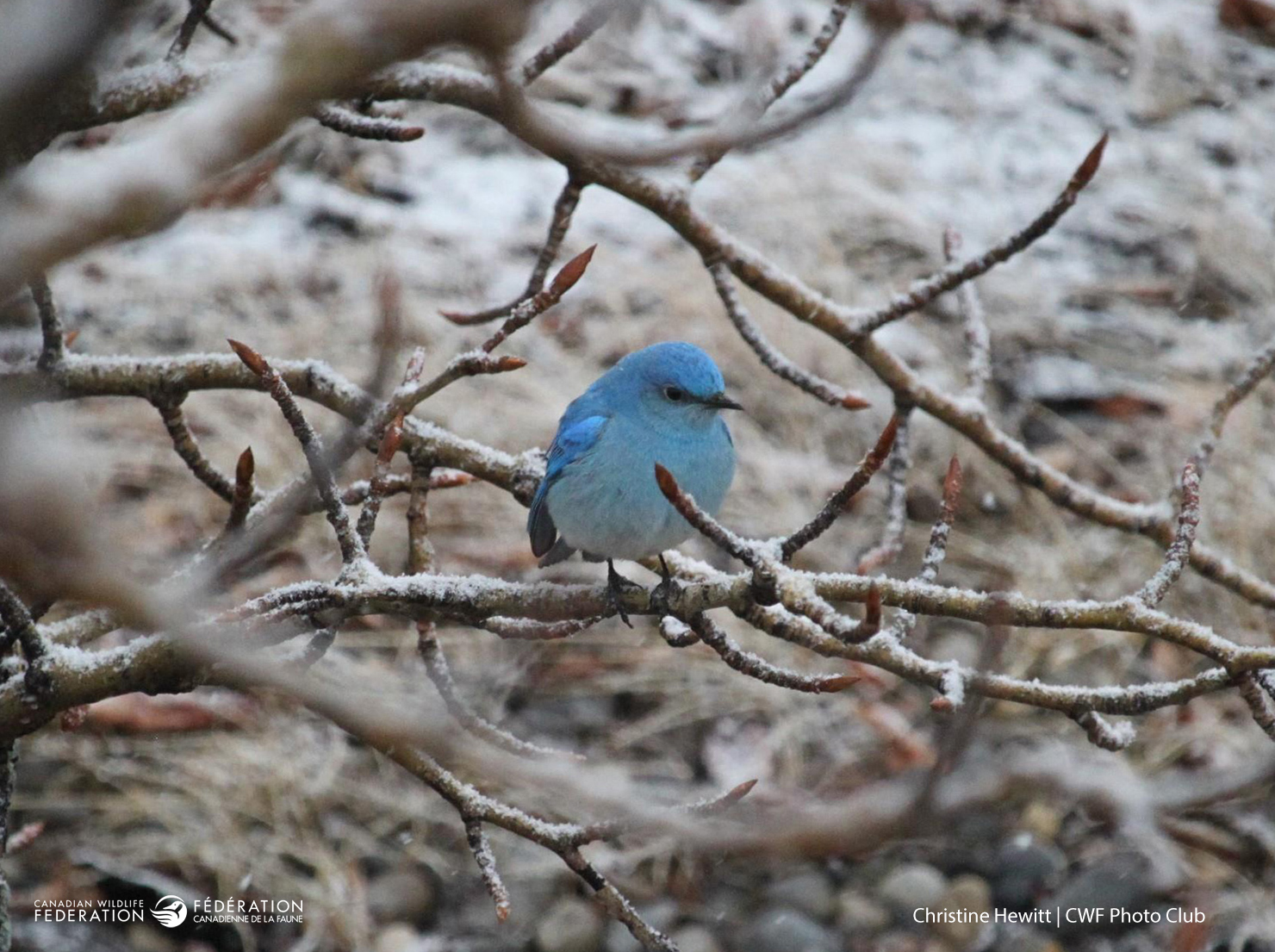 Cinq oiseaux colorés qui chasseront les bleus hivernaux – Votre