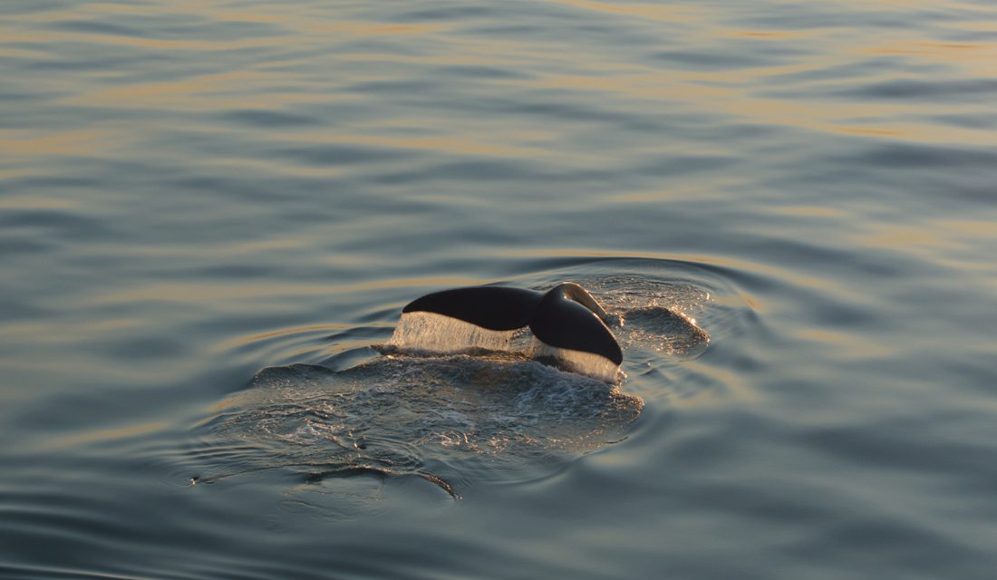 A North Atlantic Right Whale Tail