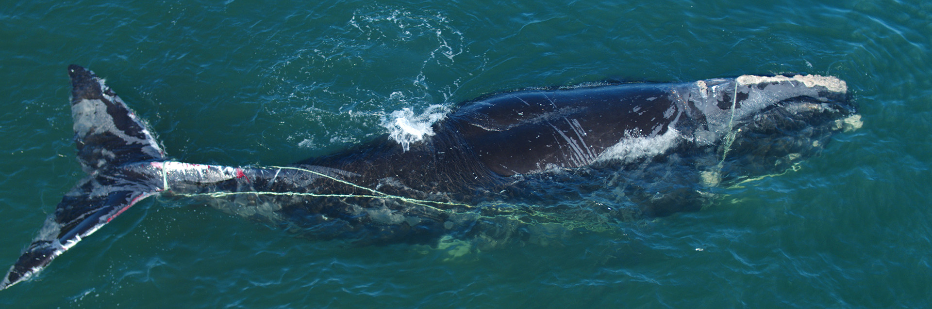 North Atlantic Right Whale #4615 entangled in rope