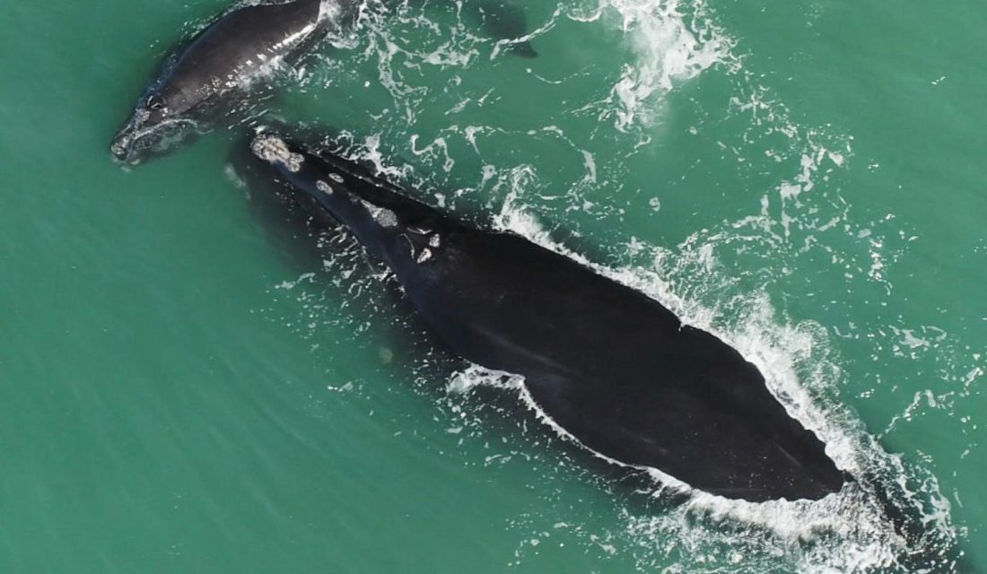 North Atlantic Right Whale #3560 “Snowcone”