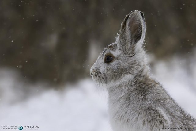 Snowshow Hare © Sandy Thompson | CWF Photo Club