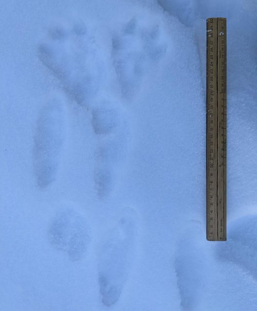 snowshoe hare tracks