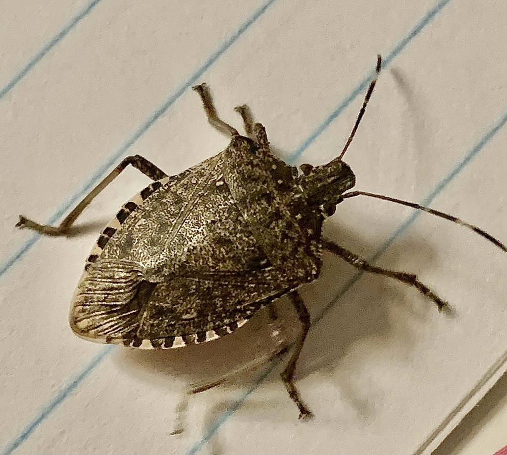 Brown Marmorated Stink Bug observed in Ontario by josbees