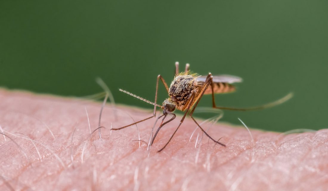 How to Control Mosquitoes Without Killing Pollinators and Other