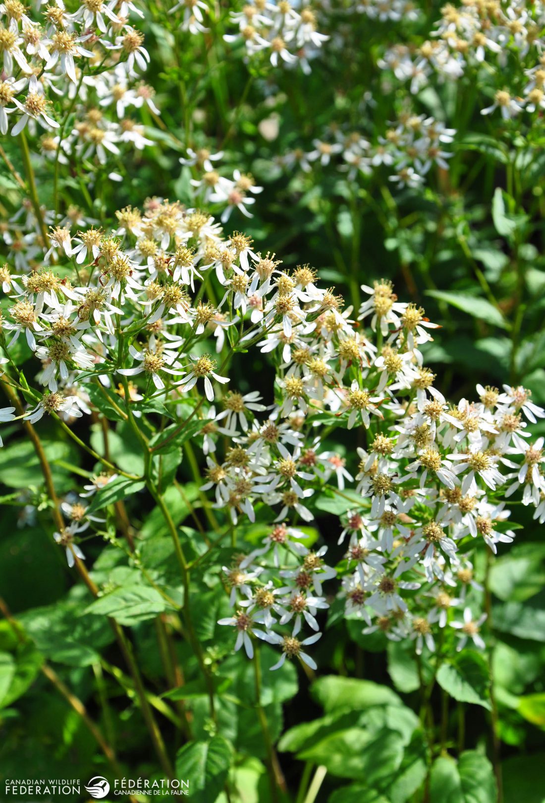 6 Native Plants That are Hardest to Kill Your Connection to Wildlife