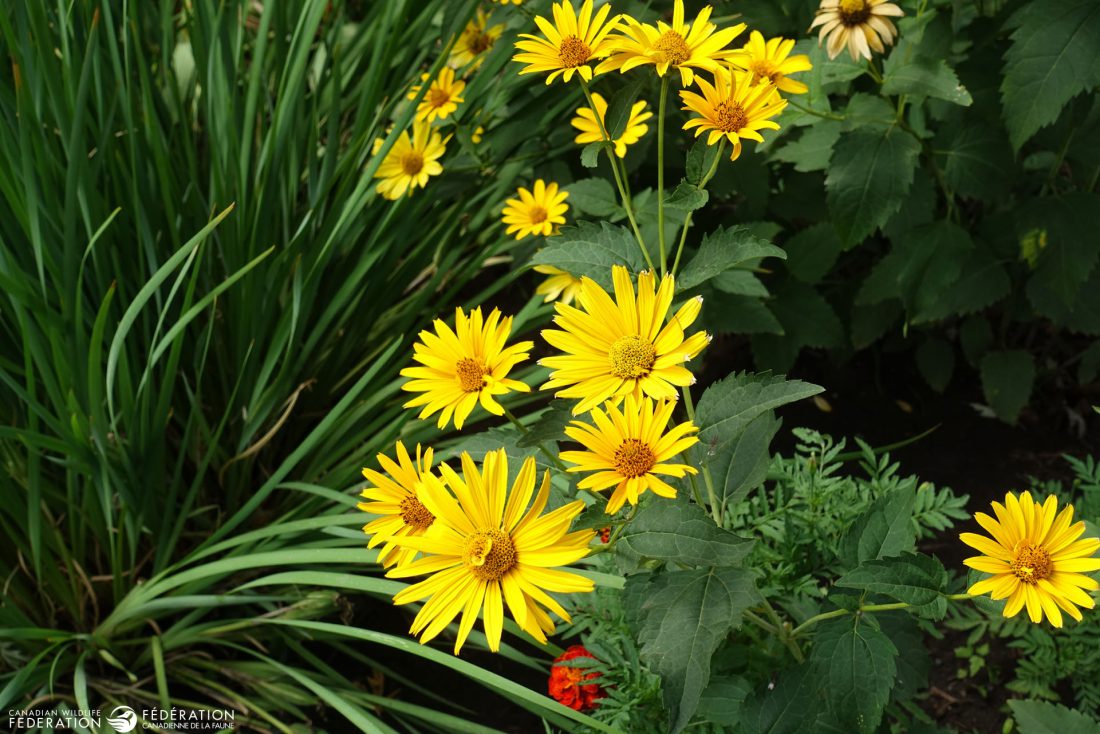 6 Native Plants That are Hardest to Kill Your Connection to Wildlife