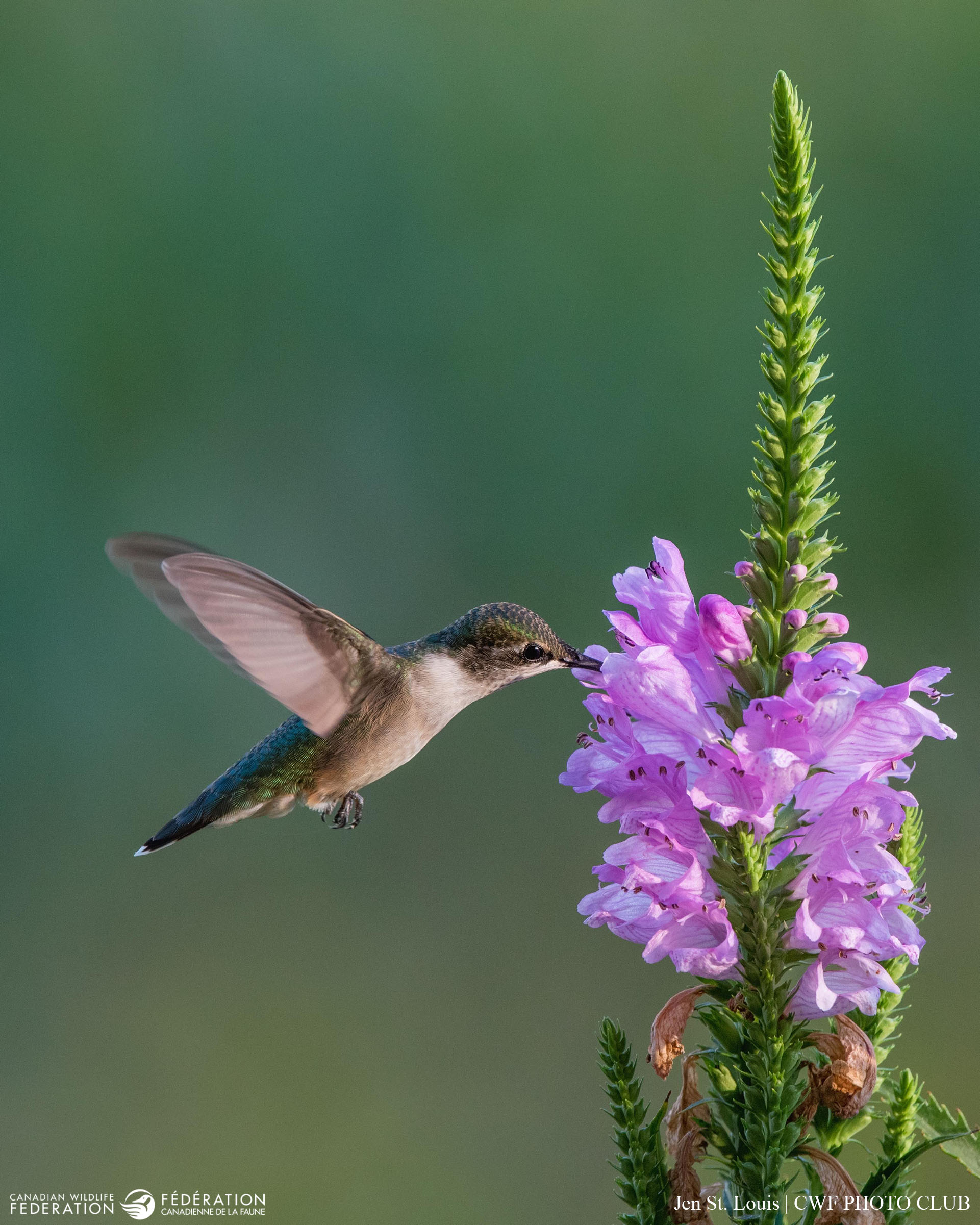 6 Native Plants That are Hardest to Kill Your Connection to Wildlife