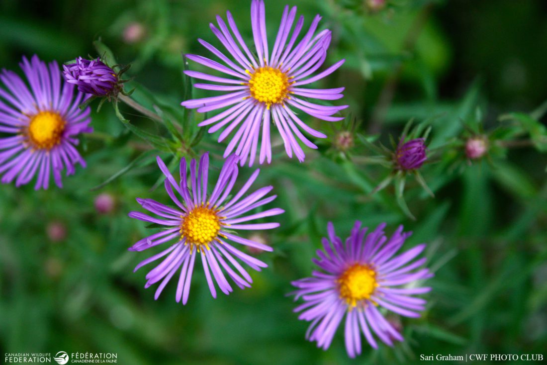 6 Native Plants That are Hardest to Kill Your Connection to Wildlife