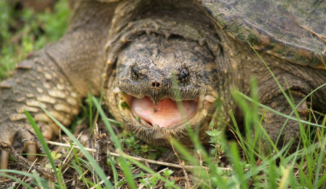 Comment manipuler ma tortue ? - Blog