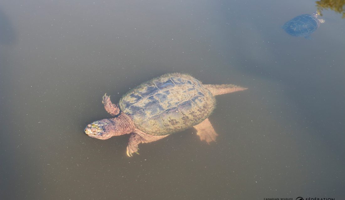 common snapping turtle in water