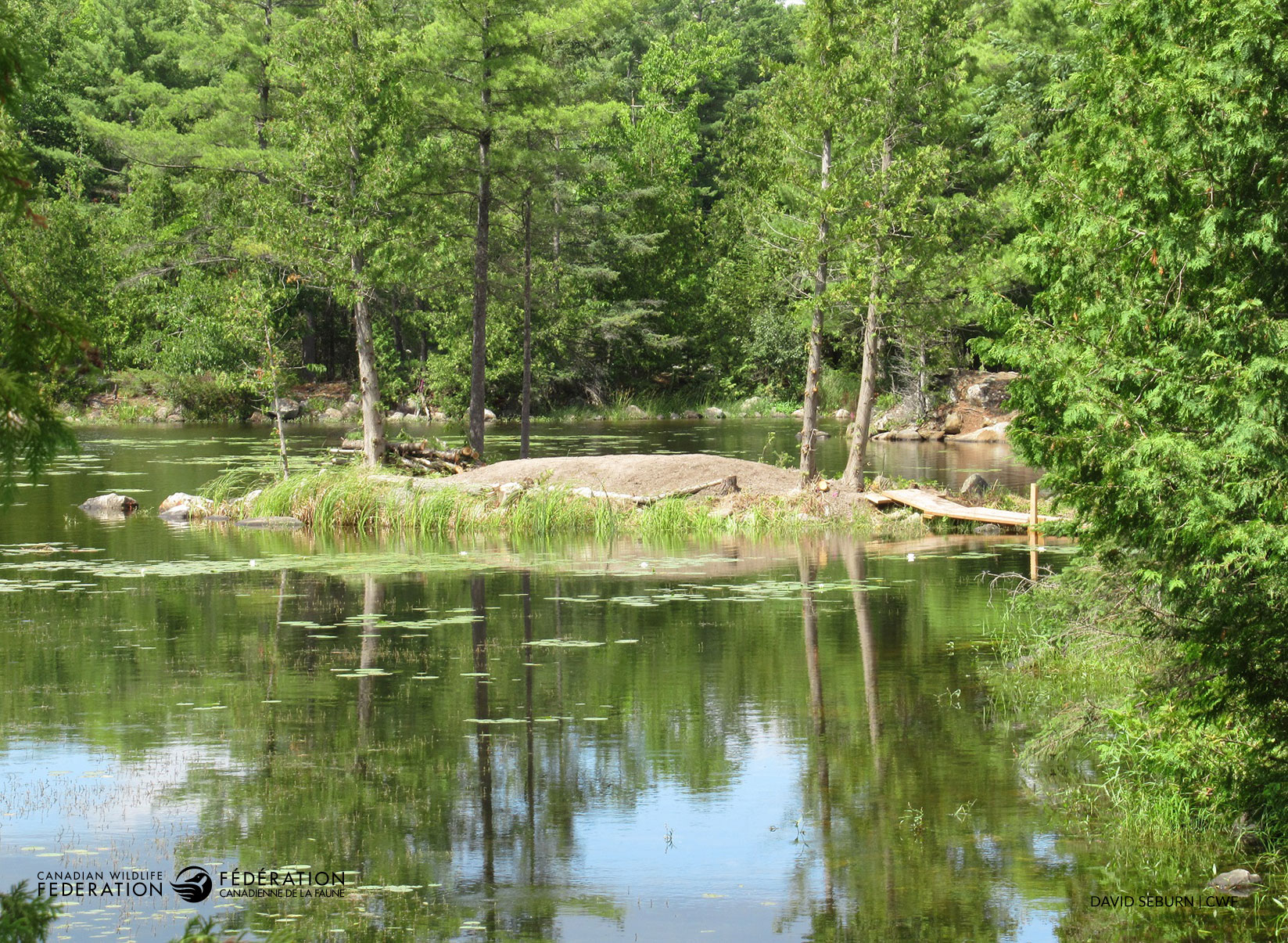 human built turtle nest
