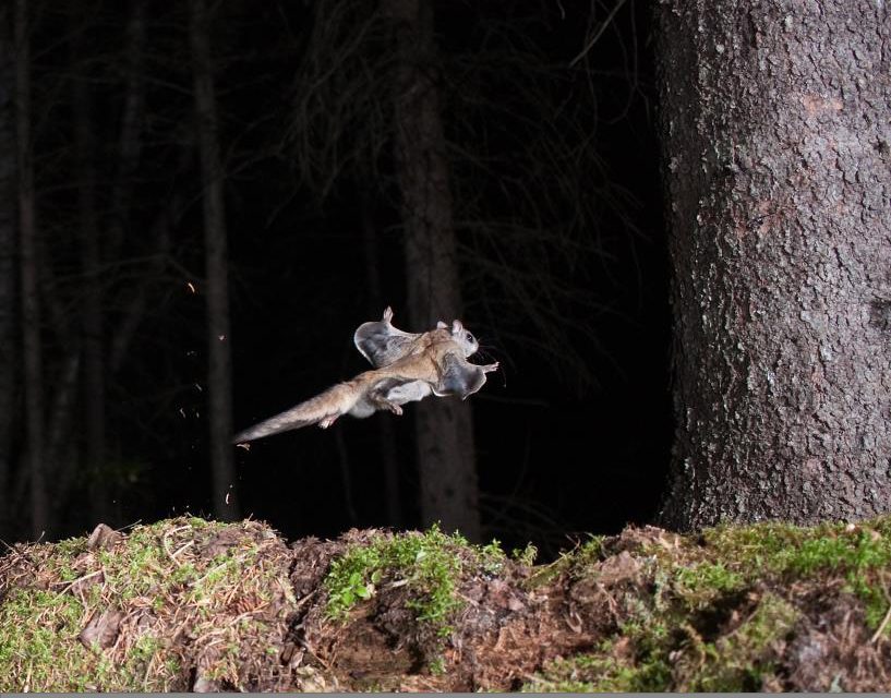 5 Animals That Light Up the Night! – Your Connection to Wildlife