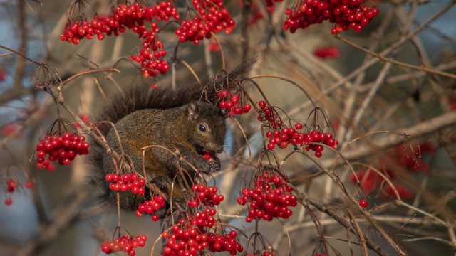 Nourriture pour écureuils - Gardenclick