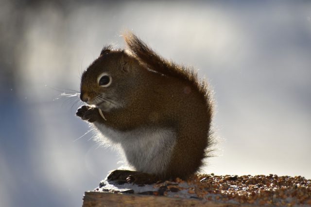 Prévenir l'infestation par les Écureuils, éviter le risque d'avoir des  Sciuridae dans votre jardin