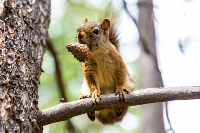 Nourriture pour écureuils - Gardenclick