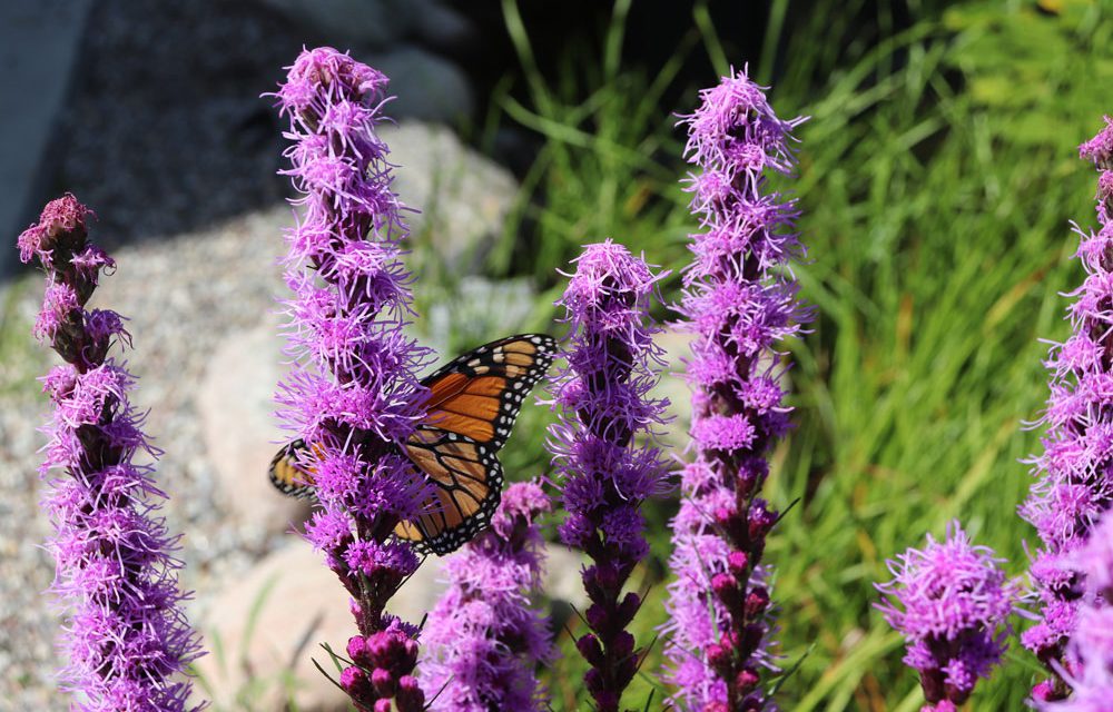 Liatris-spicata