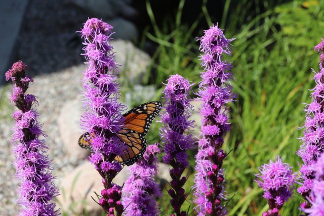 Liatris-spicata