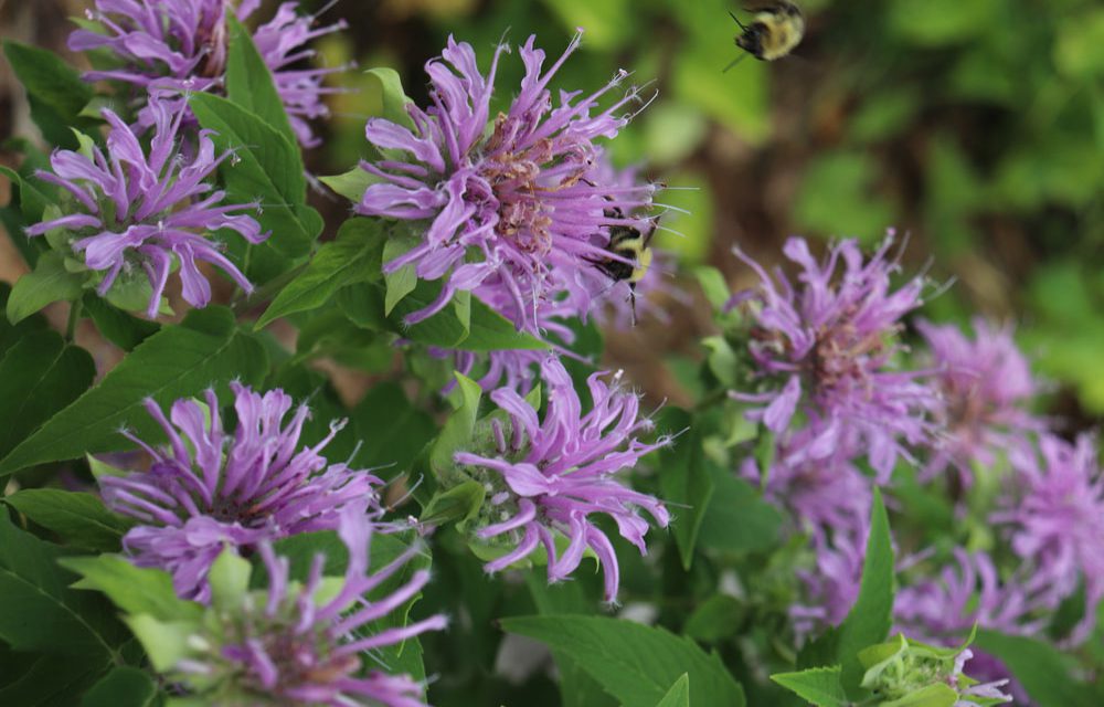 Monarda-fistulosa